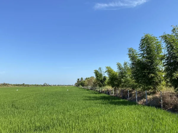 Çaçensao Tayland 'da pirinç tarlası