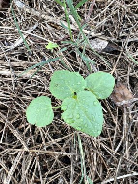 yeşil abelmochus esculentus bitkisi doğa bahçesinde