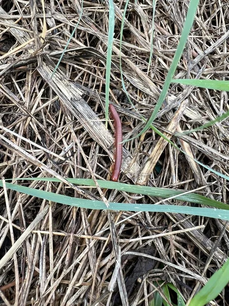 Close Duizendpoot Natuur Tuin — Stockfoto