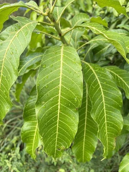 Foglia Mango Nel Giardino Naturale — Foto Stock