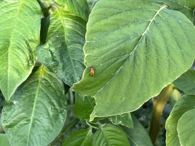 Uğur böceği yeşil yaprak üzerinde kapatın