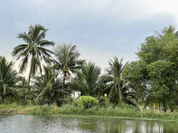 Halastó Vidéken Chachoengsao Thaiföldön — Stock Fotó