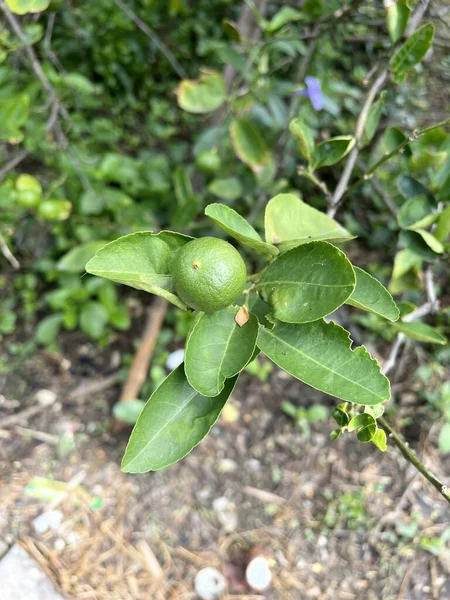 Árvore Limão Jardim Natureza — Fotografia de Stock