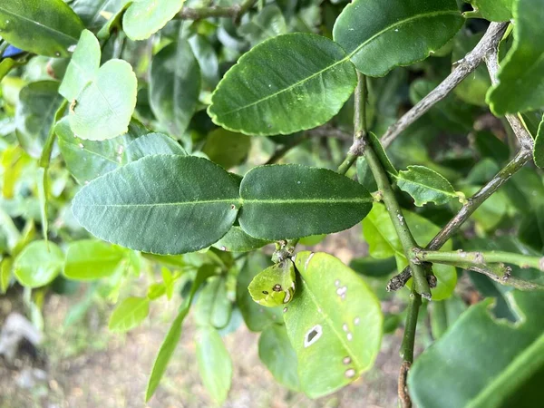 Истрикс Обыкновенный Листья Саду — стоковое фото