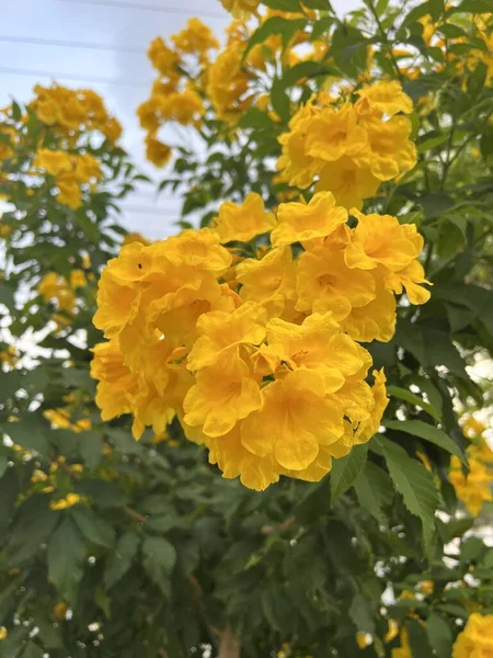 Amarelo Tecoma Stans Flor Jardim Natureza — Fotografia de Stock