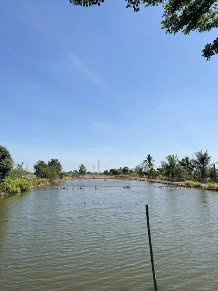 Pesci Laghetto Nel Paese Chachoengsao Thailandia — Foto Stock