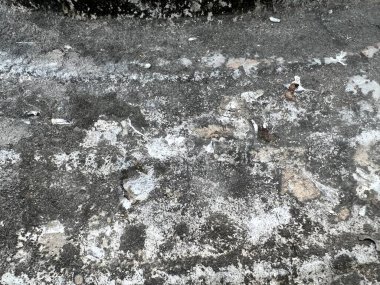 Beton zemine kuş pisliği.