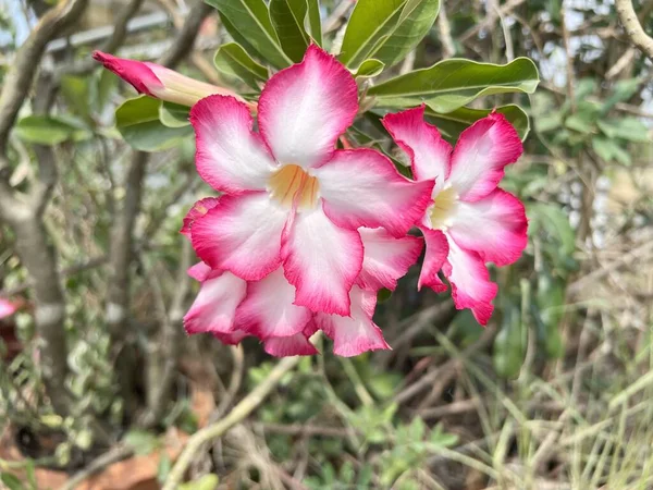 Doğa Bahçesinde Pembe Adenyum Çiçeği — Stok fotoğraf