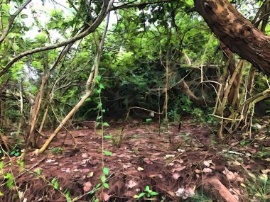 Orman arka planının sanat rengi