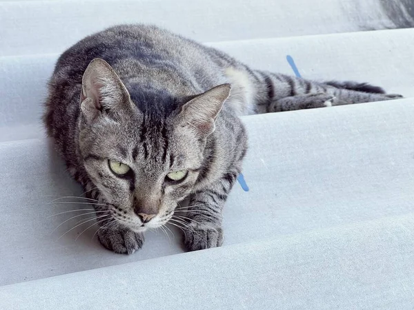 Roztomilý Tabby Kočka Střeše — Stock fotografie