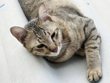 Çatıdaki sevimli tekir kedi.