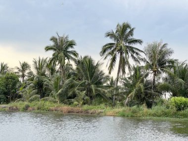 Tayland 'da Chachoengsao' da balık havuzu
