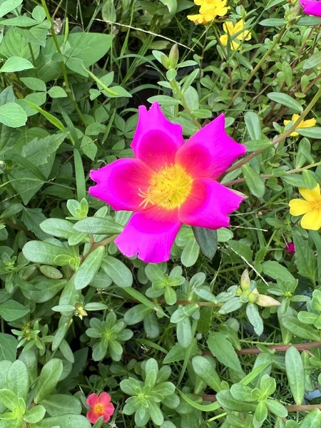 Розовый Цветок Purslane Саду Природы — стоковое фото