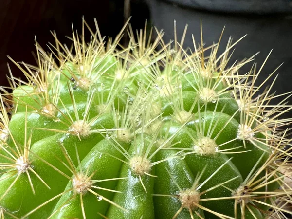 Kaktusz Természetben Kert — Stock Fotó