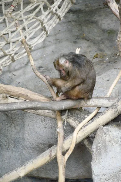 Macaco Bonito Jardim Natureza — Fotografia de Stock