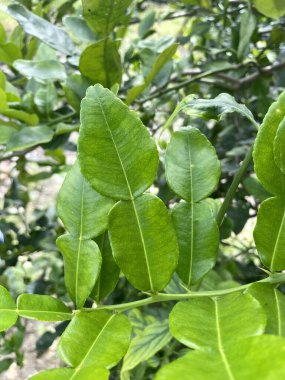 Citrus hystrix yaprakları doğa bahçesinde.