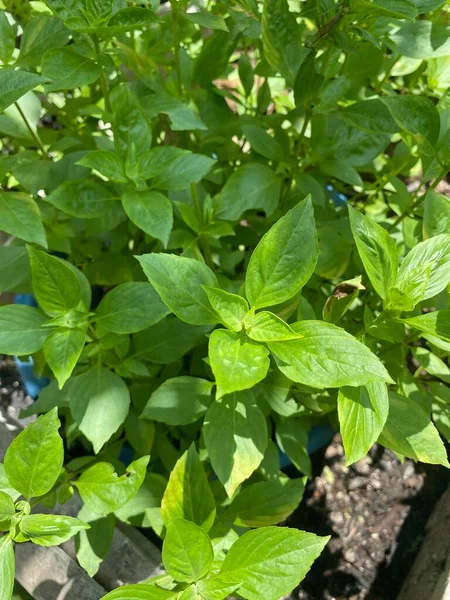 Ocimum Bazyliki Roślin Ogrodzie Przyrody Nazwa Tajlandzka Hoh — Zdjęcie stockowe