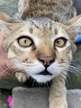 Şirin tekir kedi yerde.