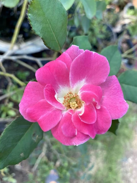 Rose Rose Fleur Dans Nature Jardin — Photo