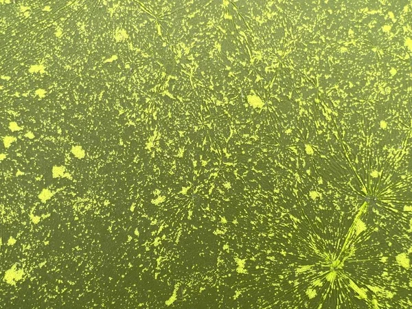 Kirli su üzerindeki yeşil biyofilm dokusu