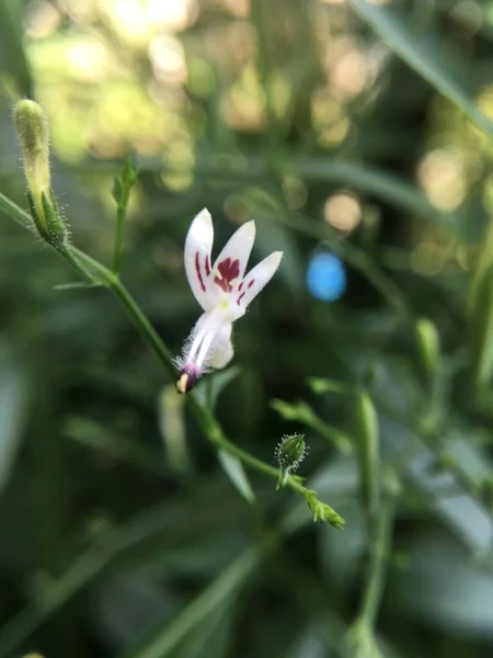 Andrographis Paniculata Kwiat Ogrodzie Przyrody — Zdjęcie stockowe