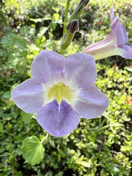 仙人掌花在自然界中的花园 — 图库照片