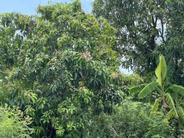 Tayland 'da Chachoengsao' da manzara