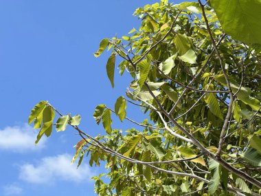 Yeşil yapraklı meşe ağacı