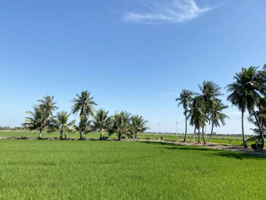 Chachoengsao Tayland 'daki pirinç tarlası.