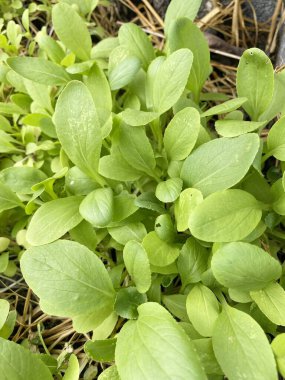 Doğa bahçesinde Çin lahanası