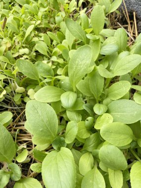 Doğa bahçesinde Çin lahanası