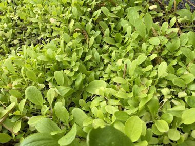 Doğa bahçesinde Çin lahanası