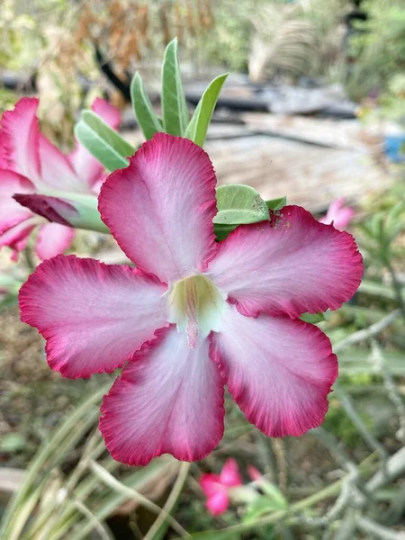 Różowy Adenium Kwiat Ogrodzie Natury — Zdjęcie stockowe