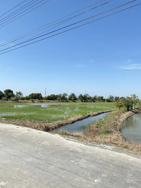 Ορυζώνες Στη Χώρα Chachoengsao Ταϊλάνδη — Φωτογραφία Αρχείου