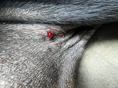 Kapatın köpek kürkünü.