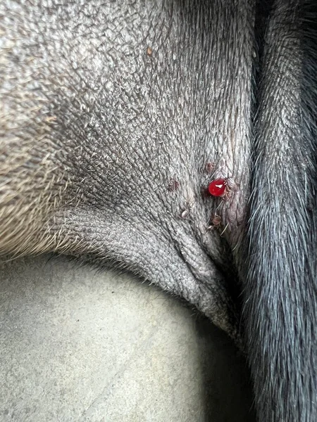 Close Tick Dog Fur — Photo