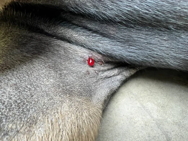 Close Tick Dog Fur — Stockfoto