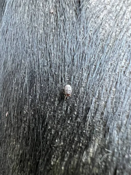 Close Tick Dog Fur — Photo