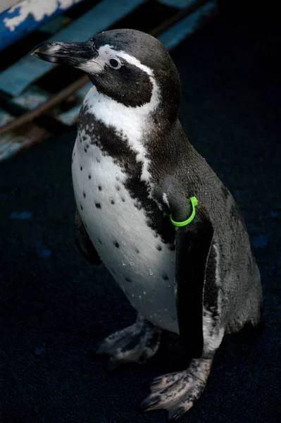 Primer Plano Pingüino Tailandia Zoológico —  Fotos de Stock