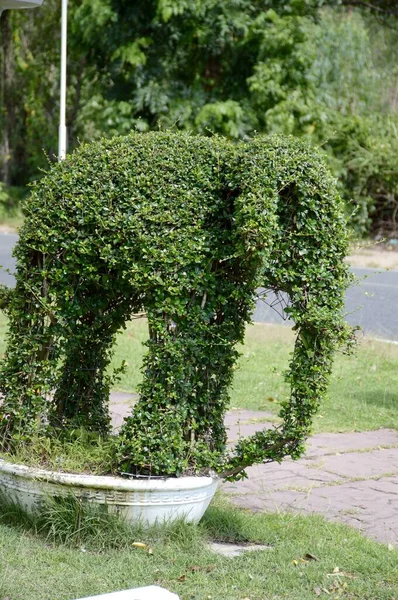Albero Nano Elefante Verde Nel Giardino Della Natura — Foto Stock