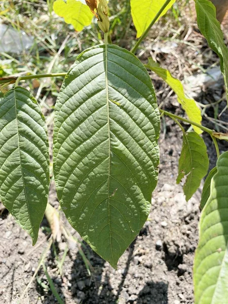 Korth Cottage Levelek Kratom Virágok Nőnek Természetben Addiktív Orvosi — Stock Fotó