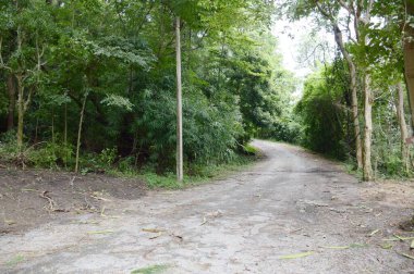 Chonburi, Tayland 'da ormanda yol.