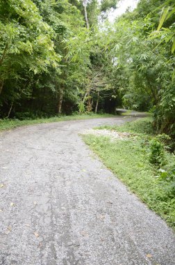 Chonburi, Tayland 'da ormanda yol.