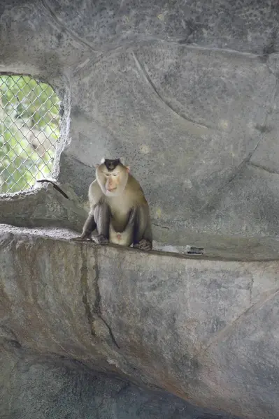 Cute Monkey Thai Zoo — Fotografia de Stock