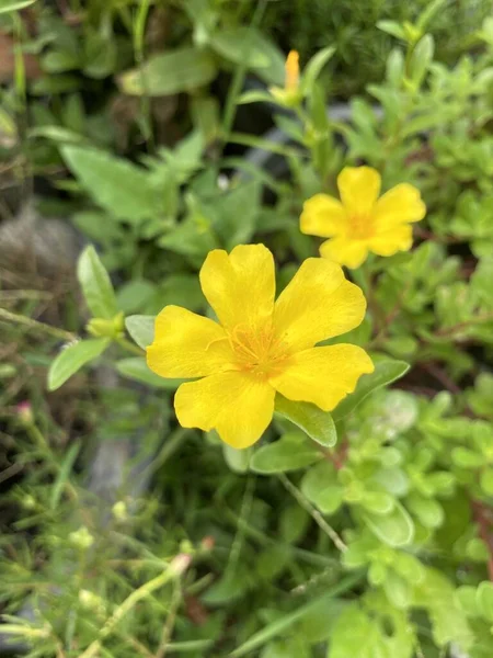 Жовта Фіолетова Квітка Саду — стокове фото