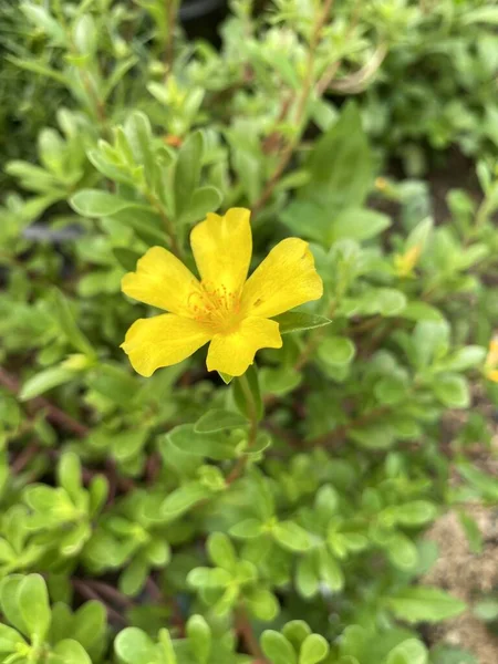 Žlutá Purpurová Květina Zahradě Přírody — Stock fotografie