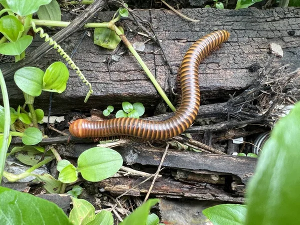 Big Red Centipede Ground — Stockfoto