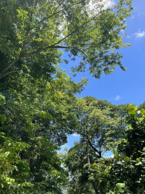 Tayland 'da Chachoengsao' da manzara