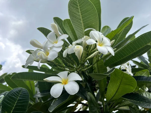 Plumeria Virág Természetben Kert — Stock Fotó