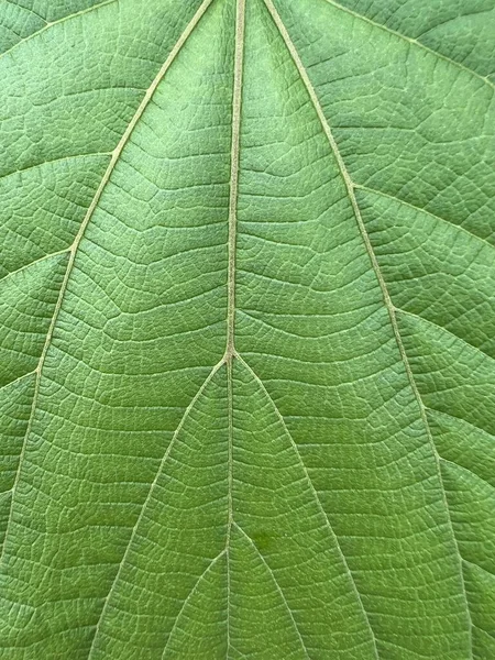 Fresh Green Teak Leaf Nature Garden — Stock Photo, Image
